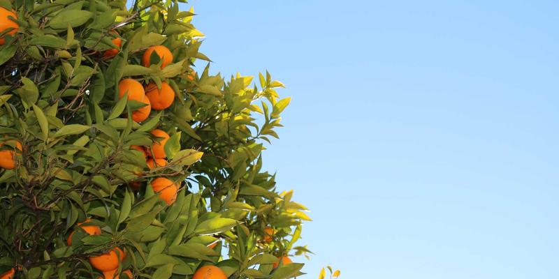 数字资源赋能乡村教育：如何用课程资料与教育技术开足开好每一门课